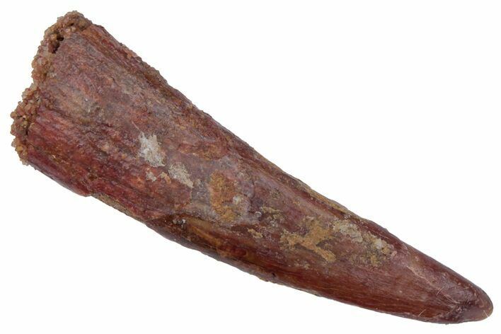 Fossil Pterosaur (Siroccopteryx) Tooth - Morocco #216974